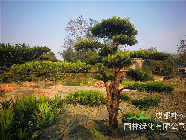四川省-成都市-成都朴树园林苗木基地直销的13-26公分罗汉松价格怎么样？